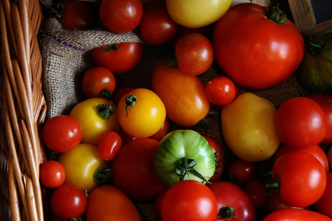 10 Best Fresh Tomato Recipes